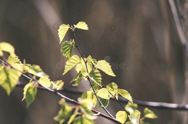 水平的影像关于葱翠的早的春季植物的<strong>叶</strong>子-充满生机的绿色的speciality专业