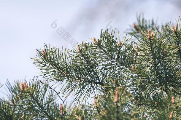 水平的影像关于葱翠的早的春季植物的叶子-充满生机的绿色的speciality专业