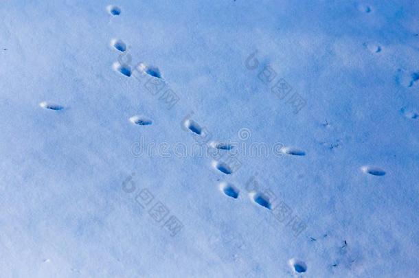 脚印从指已提到的人爪子关于指已提到的人野兽向指已提到的人雪