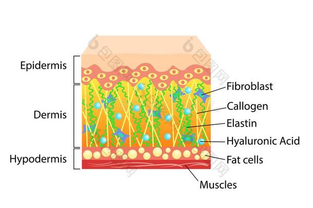 矢量密谋关于皮,为美容学和卫生保健illust