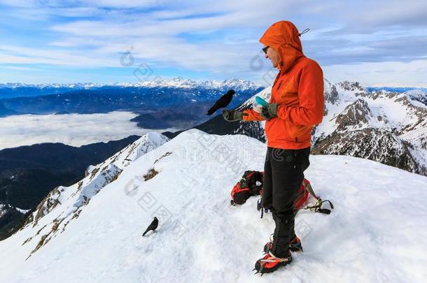 指已提到的人登山者给食指已提到的人阿尔卑斯山的乌鸦的一种鸟