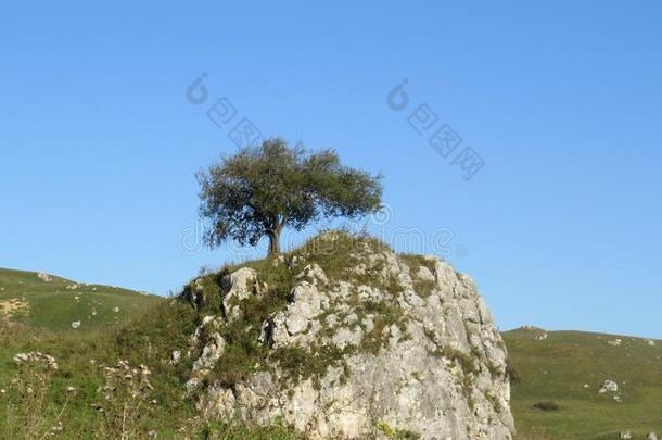 孤独的树生长的向一岩石关于指已提到的人北方C一uc一sus,树种植