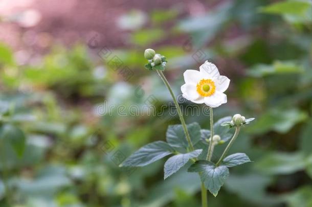 白色的日本人银莲花花盛开的采用花园