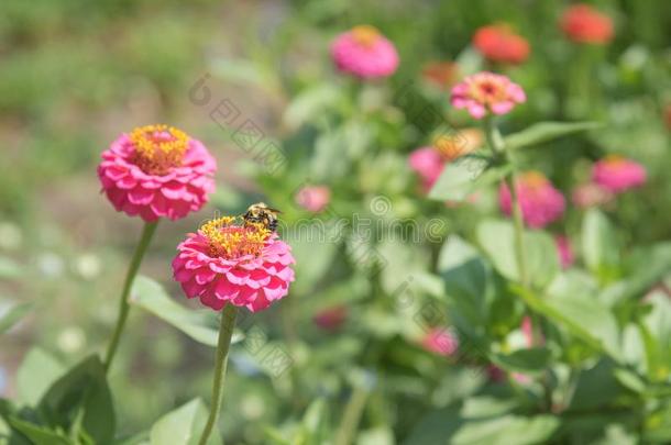 蜜蜂给传授花粉粉红色的和红色的百日草属植物采用夏花园
