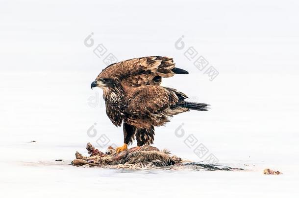 不成熟的秃头的鹰飘动飞行章在旁边死去的动物.