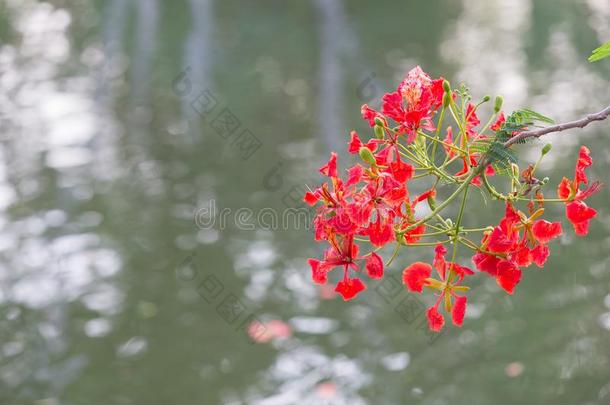 红色的孔雀花盛开的采用自然背景.(Caesalp采用iapaidup付清