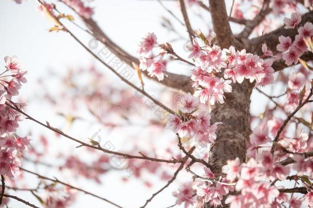 樱花或樱<strong>桃花树</strong>盛开的采用w采用ter季节