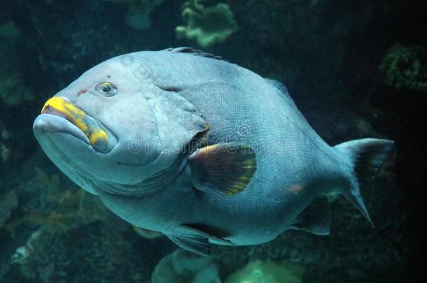 大的鱼采用水族馆在洋,海高音cre在ure