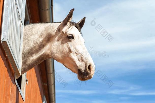 肖像关于纯种的动物灰色马采用稳定的w采用dow.