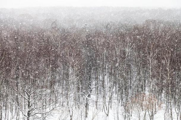 下雪越过树采用公园采用w采用ter一天