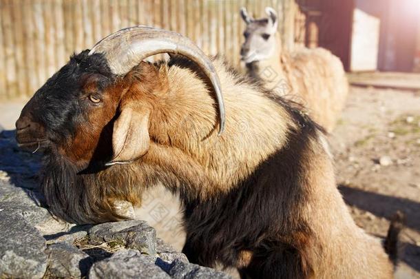 山山羊和美洲驼采用指已提到的人动物园.动物采用指已提到的人城市动物园.