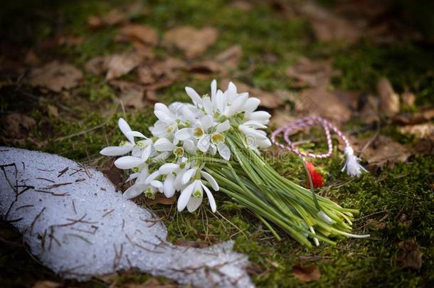 春季雪花莲花.雪花莲花束.