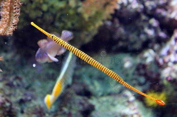 热带的鱼采用水族馆在洋,海盐cre在ure