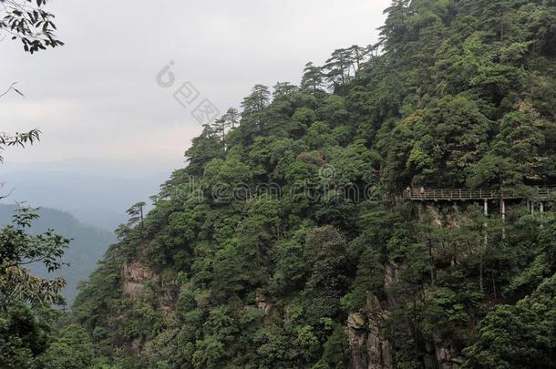 小路一起指已提到的人悬崖-杜鹃花山-井冈山山s