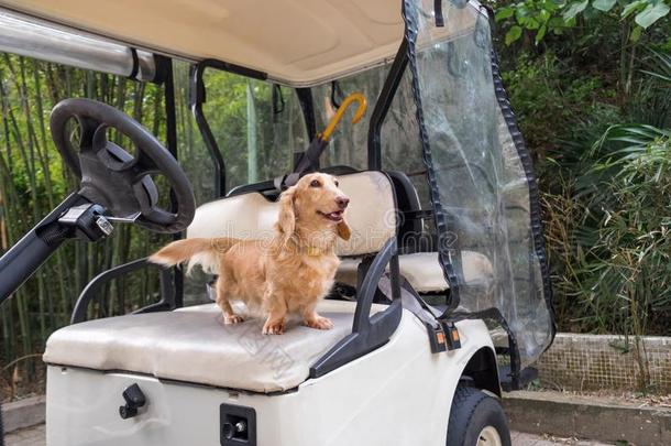 健康的年幼的米黄色达克斯狗步行户外的在和煦的：照到阳光的一天.高尔夫球