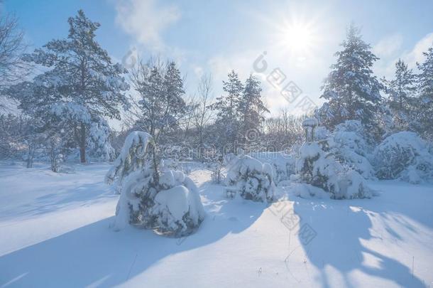 美丽的<strong>冬松</strong>树树森林采用一雪