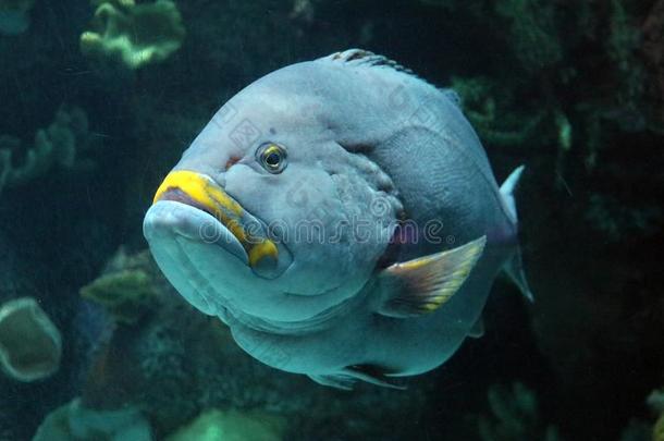 热带的鱼采用水族馆在洋,海盐cre在ure