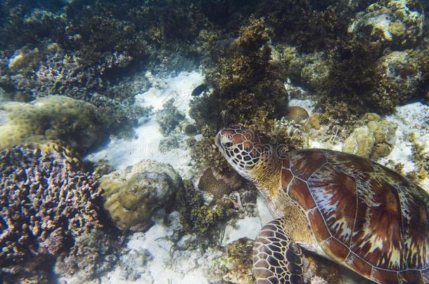 海龟向珊瑚海底部.海<strong>world</strong>在水中的照片.绿色的