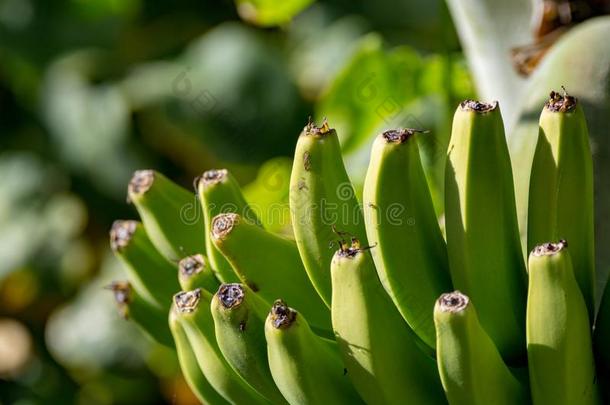 香蕉种植园,束关于绿色的香蕉撕裂向香蕉树