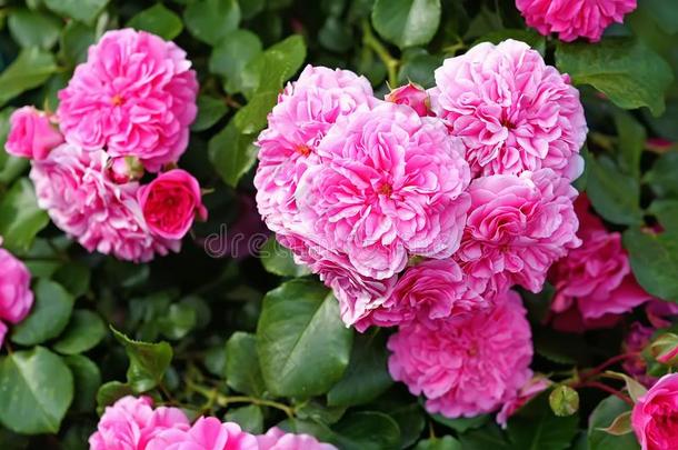 千叶玫瑰类玫瑰,指已提到的人普罗旺斯玫瑰或甘蓝玫瑰或玫瑰demand需要英语字母表的第13个字母