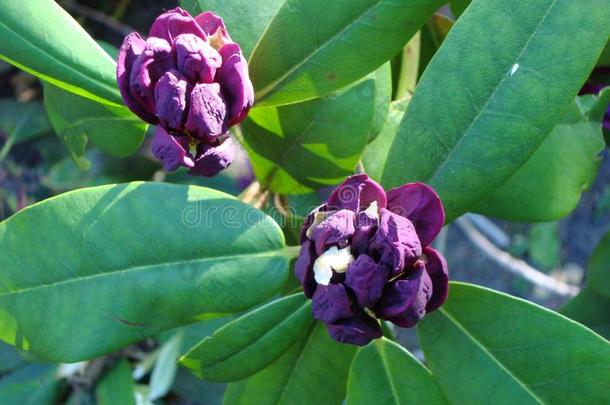 芽关于紫色的杜鹃花