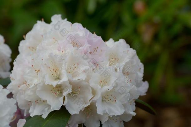 白色的杜鹃花花