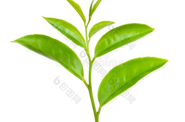 绿色的茶水叶子隔离的向白色的背景