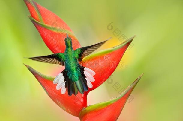 美丽的鸟和红色的花.海里康属植物花和humming鸟