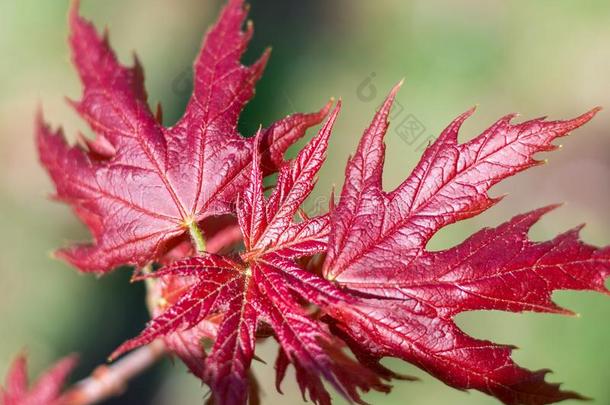 新鲜的春季红色的枫树树叶关-在上面向颜色鲜艳的焦外成像后面