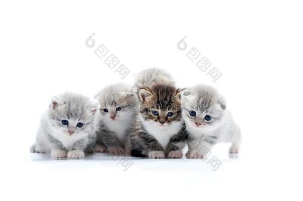 num.四小的漂亮的灰色的小猫和num.一黑暗的棕色的小猫是波辛