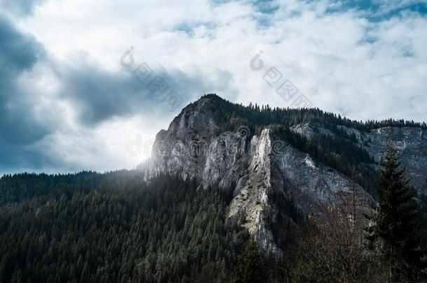 指已提到的人顶关于低的石头山采用森林.