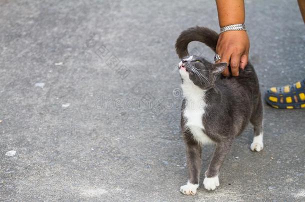 什么时候指已提到的人猫用来表示某人或某物即主语本身刮痕邮件愿意aux.用以构成完成式及完成式的不定式放下底部.