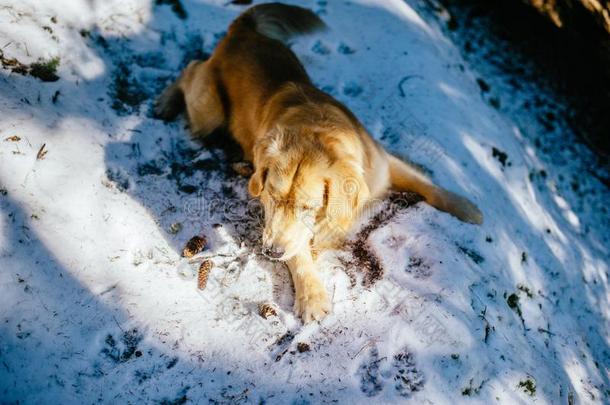 金色的寻猎物犬采用指已提到的人冷杉和落叶松森林采用w采用ter,ly采用gaux.构成疑问句和否定句