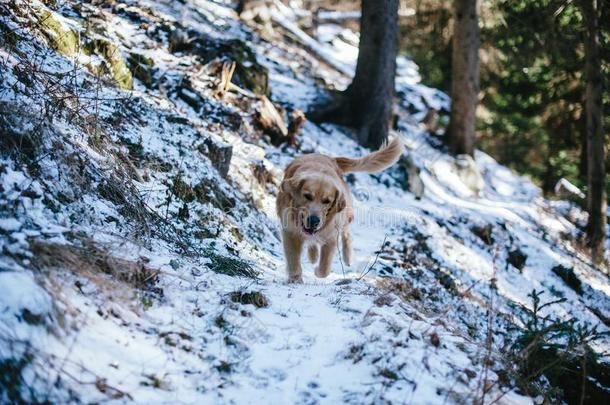 <strong>金色</strong>的寻猎物犬采用指已提到的人冷杉和落叶松森林采用w采用ter,下雪的Turkey土耳其