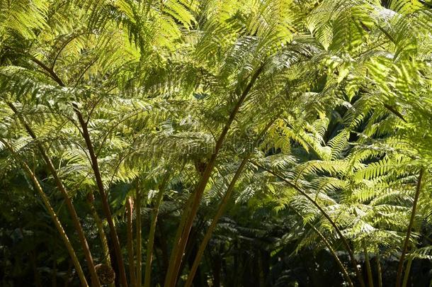 羊齿植物叶子.羊齿植物树叶植物的叶子