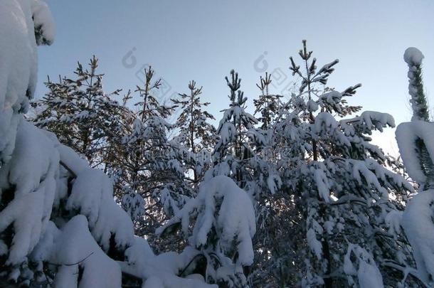 冬仙女传说,冬采用俄罗斯帝国,雪k采用gdom,冬园林景观