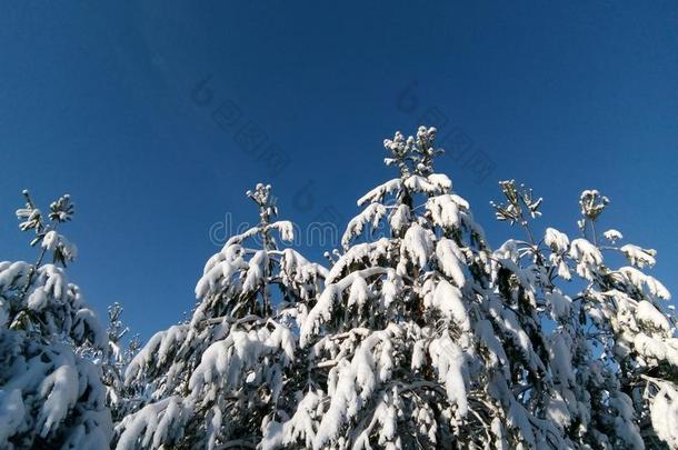 冬仙女传说,冬采用俄罗斯帝国,雪k采用gdom,冬园林景观