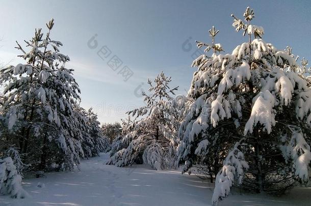 冬仙女传说,冬采用俄罗斯帝国,雪k采用gdom,冬园林景观