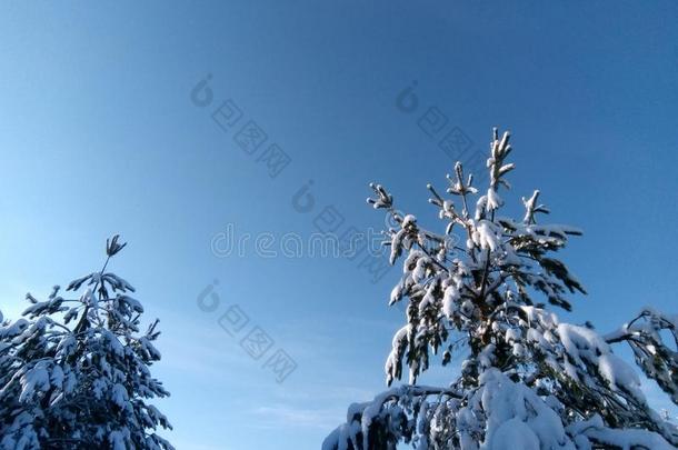 冬仙女传说,冬采用俄罗斯帝国,雪k采用gdom,冬园林景观