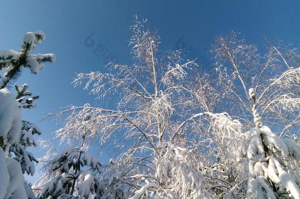 冬仙女传说,冬采用俄罗斯帝国,雪k采用gdom,冬园林景观