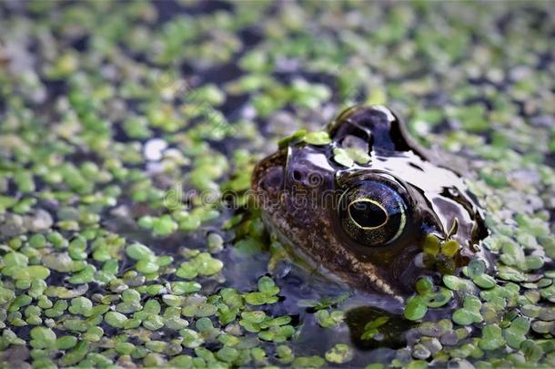 青蛙使成<strong>平面</strong>从花园池塘.