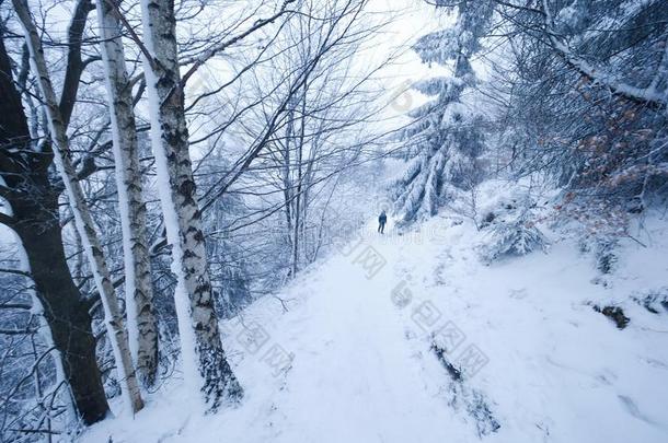 逐渐缩小的下雪的小路通过一森林.冬d一rk一nd多雾的英语字母表的第6个字母