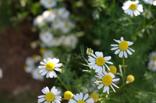 甘菊花园/白色的花关于德国的甘菊雏菊.