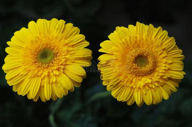 花,花<strong>菊花</strong>,<strong>菊花</strong>壁纸,