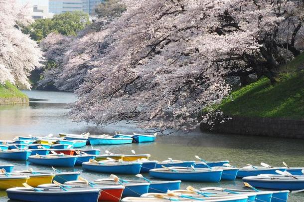 樱花,日本人樱桃花