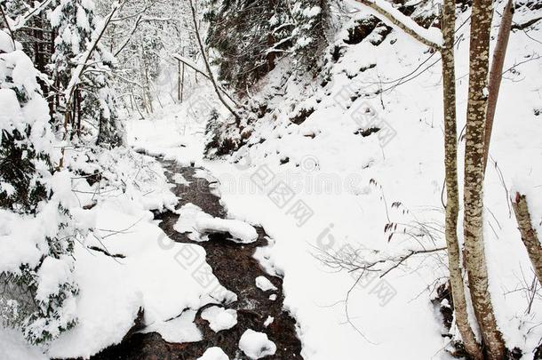 山河在松树树森林大量的在旁边雪.美丽的wickets三柱门