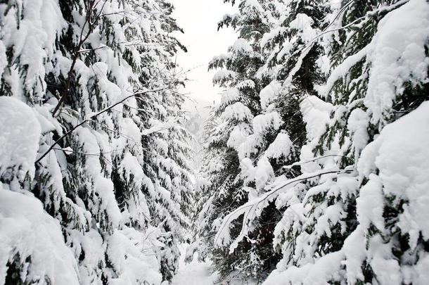 巨大的松树树森林大量的在旁边雪.宏伟的冬园林景观