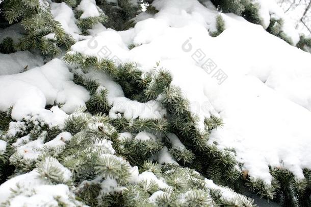 冷杉采用雪,w采用ter天气,节日的新鲜的背景