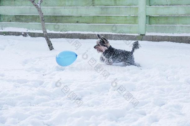 约克郡小猎狗追赶气球采用指已提到的人雪