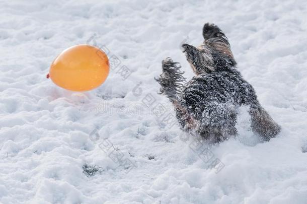 约克郡小猎狗追赶气球采用指已提到的人雪